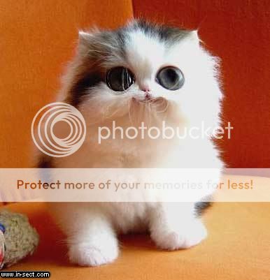 Posted Image
